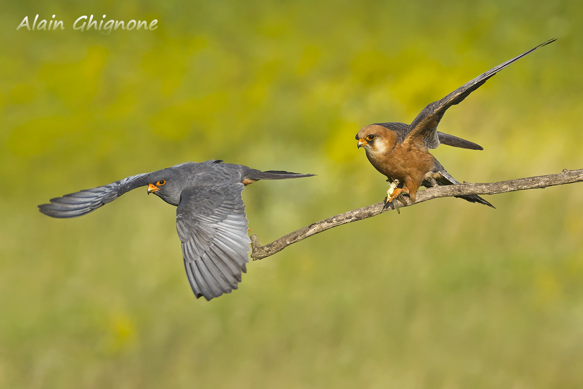 falchi cuculi e averla minore